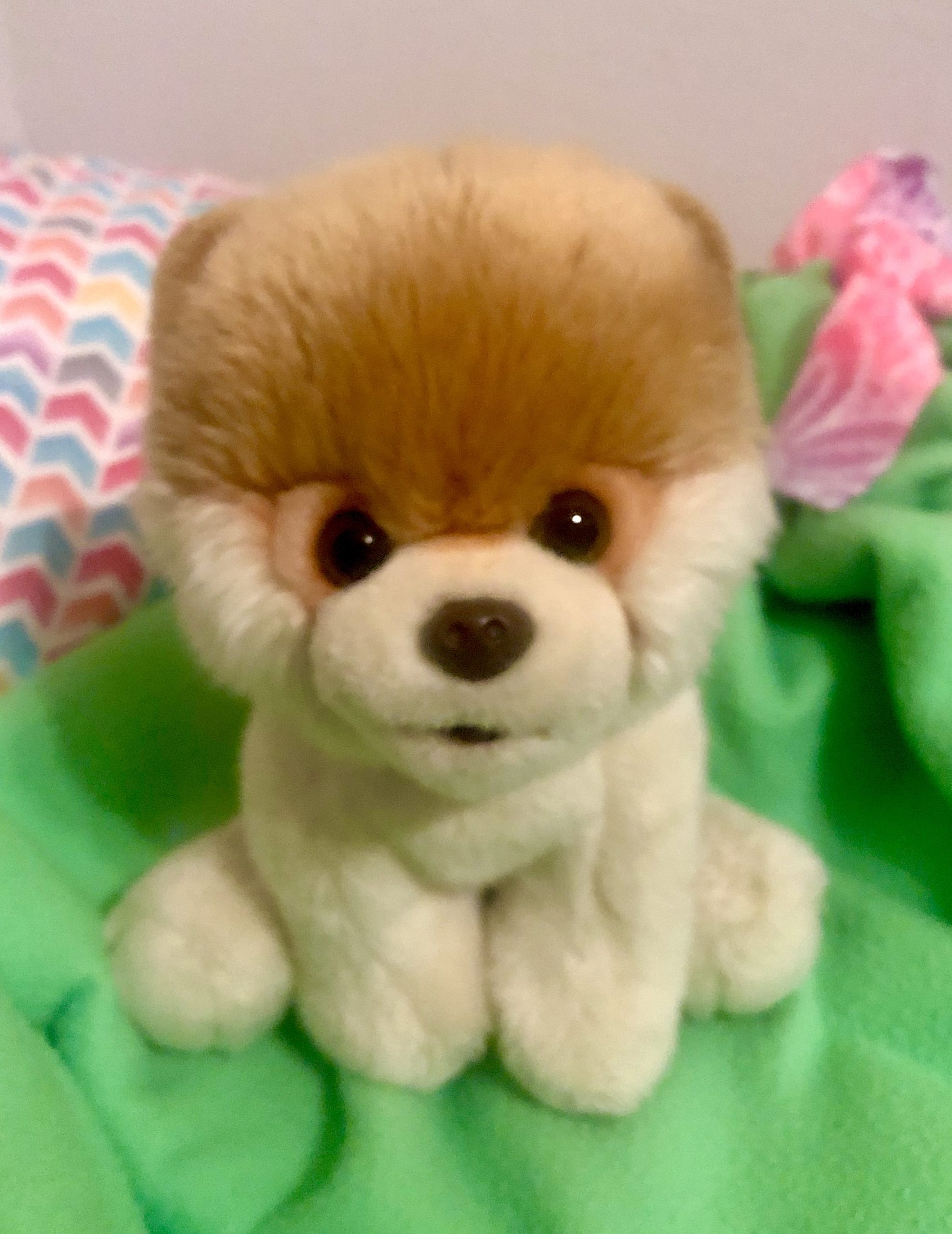 A Pomeranian dog stuffed animal named Buddy sitting on a lime green blanket. It's from the Case of the Stolen Stuffy- a mystery story for kids. 