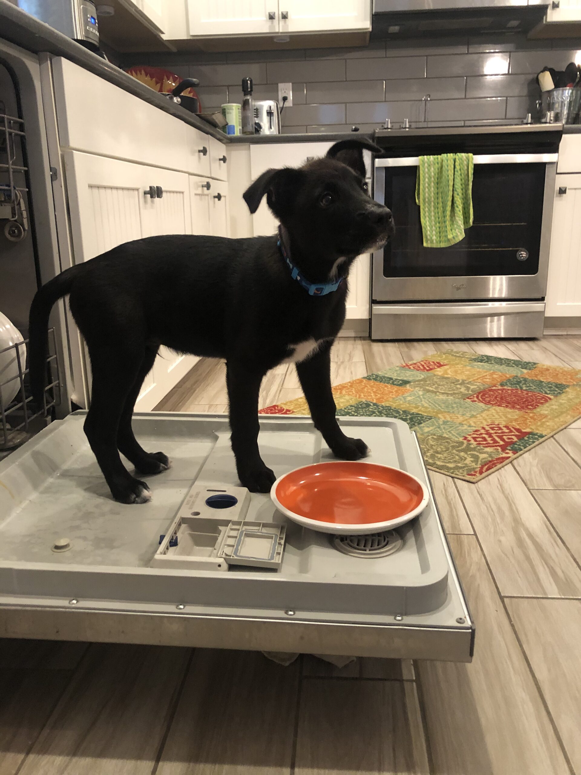 A black puppy standing on the door of an open dishwasher, licking dishes.