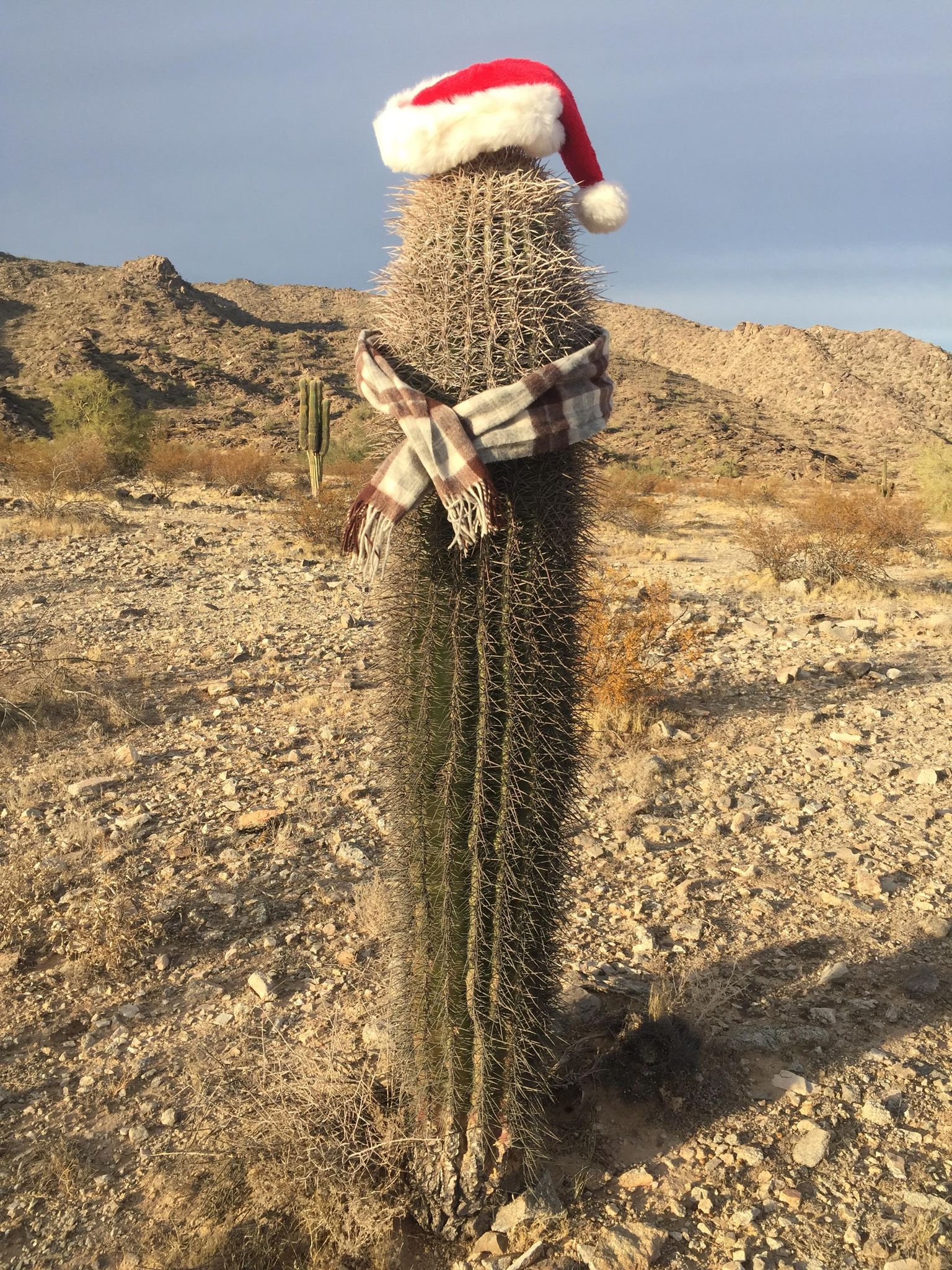 The Christmas Cactus from the Christmas Story. A cactus wearing a Santa hat and a scarf.